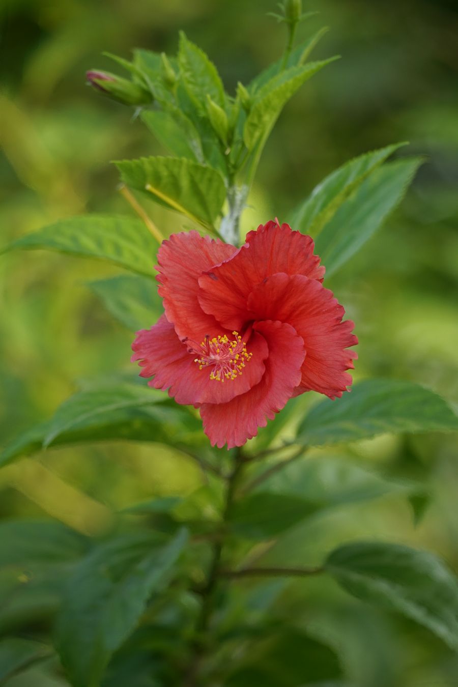 Red hibiscus flower